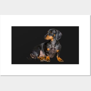 Dachshund Posters and Art